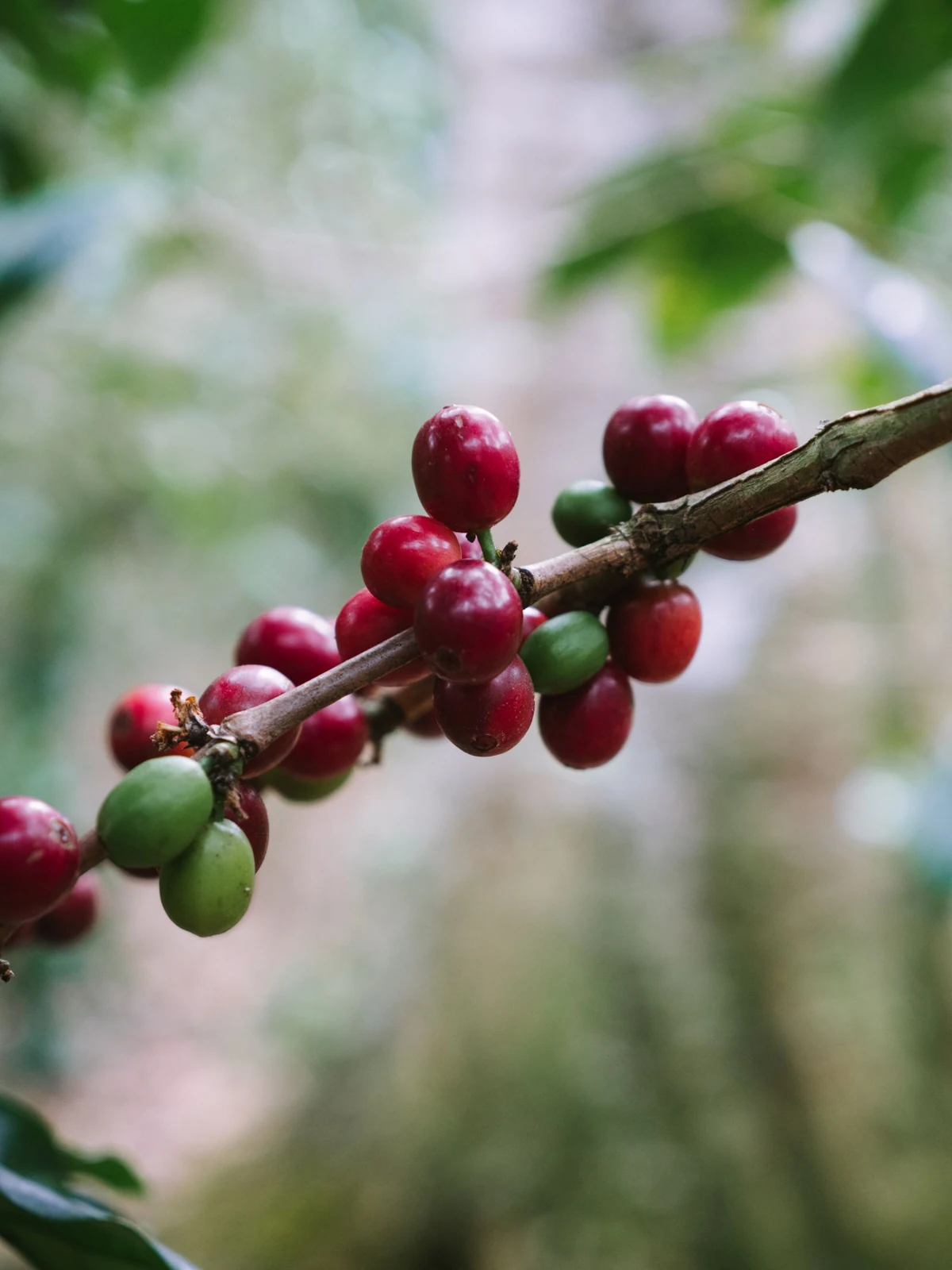 Fresh coffee cherries